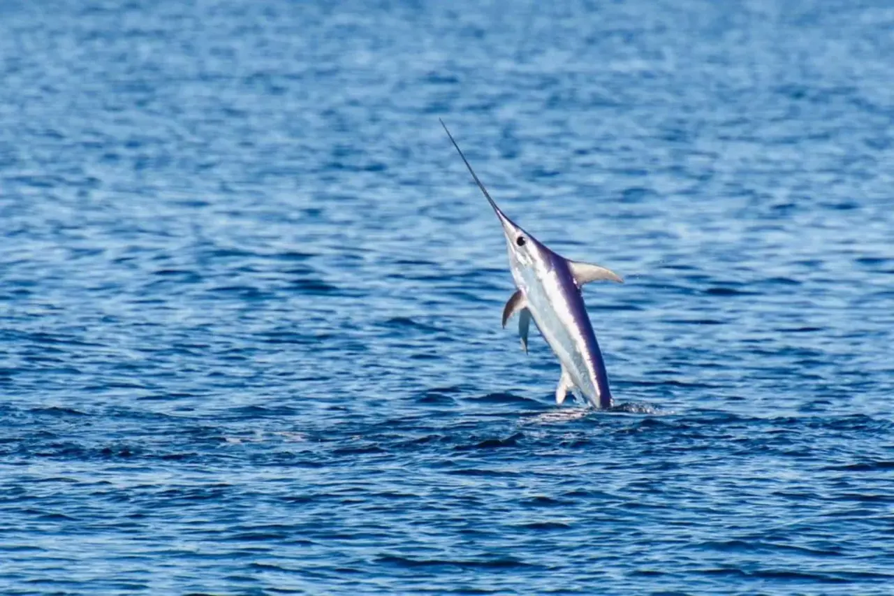 Swordfish Catch